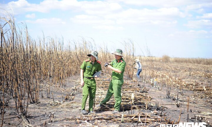 Điều tra nguyên nhân mía cháy hàng loạt ở Đắk Lắk