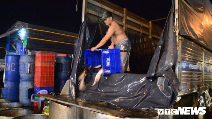 300 tấn cá lóc nhập vào chợ đầu mối ở TP.HCM ngày vía Thần Tài