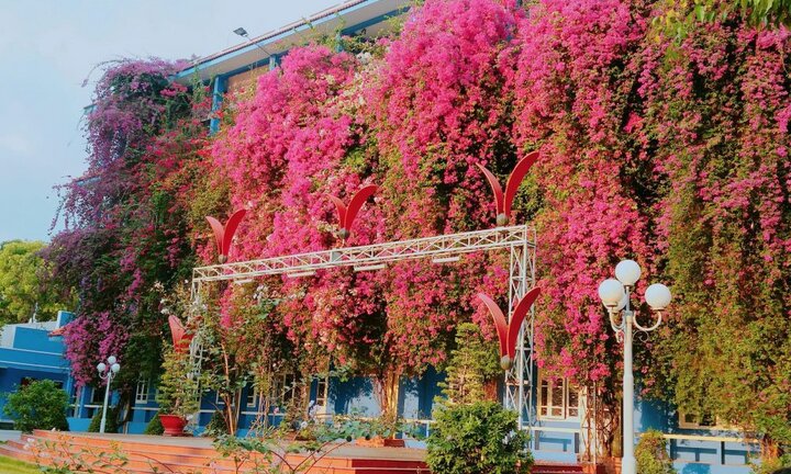 Ảnh: Đại học Thủ Dầu Một đẹp lung linh trong sắc màu hoa giấy