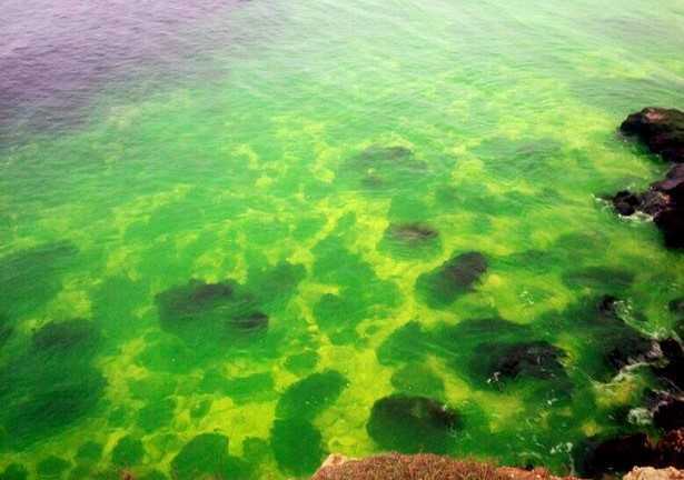 Hiện tượng cực hiếm: Nước biển chuyển màu, phát sáng kỳ lạ