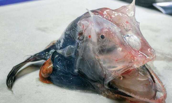 Phát sợ những loài cá kỳ quái, đáng sợ nhất thế giới