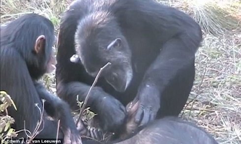 Giật mình chứng kiến nghi thức tang lễ kỳ lạ của tinh tinh