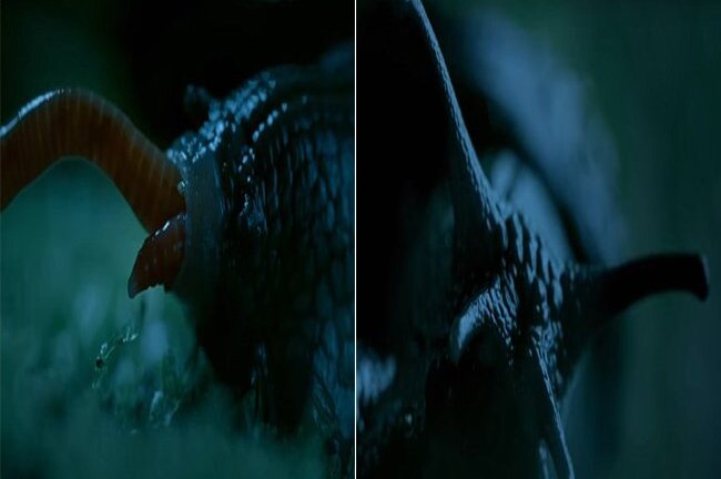 Video: Cận cảnh 'thủy quái' với 6.000 chiếc răng săn mồi nhanh như chớp