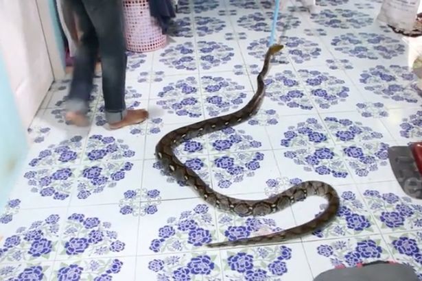 Video: Nhân viên cứu hộ lôi con trăn hung dữ ra khỏi phòng bé trai