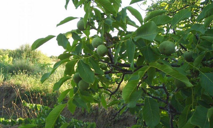 Tiết lộ vị thuốc mang tên loài chó trong Đông y