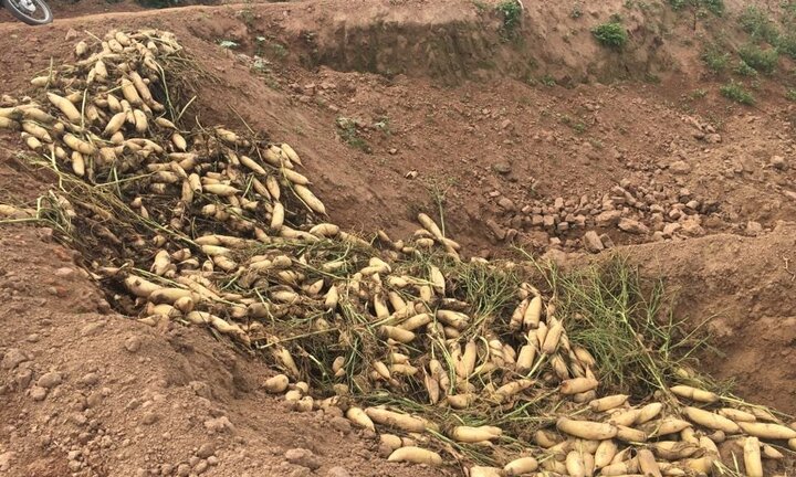 Xót xa 1.000 đồng/kg củ cải, người dân vẫn không mua vì tưởng... hàng Trung Quốc