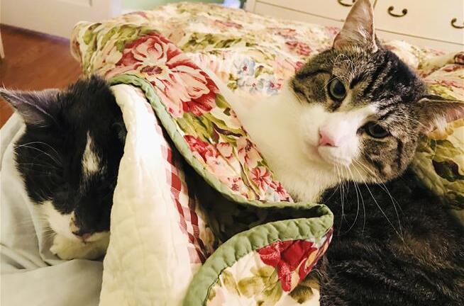 Ca phẫu thuật thận hơn 430 triệu đồng cho mèo cưng 17 tuổi