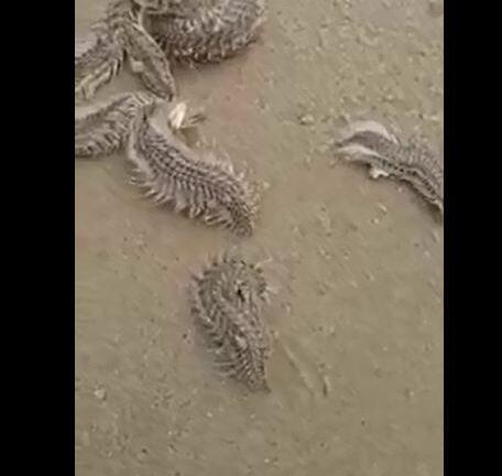 Sâu biển mang độc rốt cục là con gì, dính phải độc sâu biển nguy hiểm thế nào?