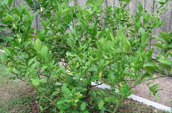 Lá chanh: 'Tiên dược' chữa bách bệnh ít ai biết