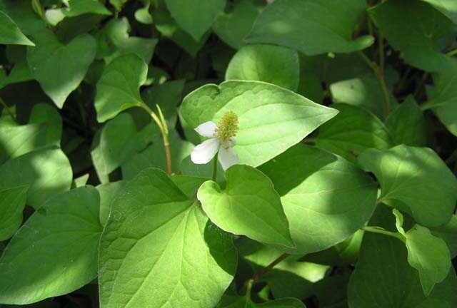 Bất ngờ trước tác dụng chữa 'bách bệnh' của rau diếp cá