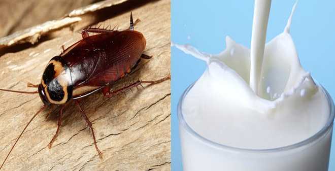 Phát hiện mới: Sữa gián tốt gấp 4 lần sữa bò, sẽ trở thành siêu thực phẩm của tương lai