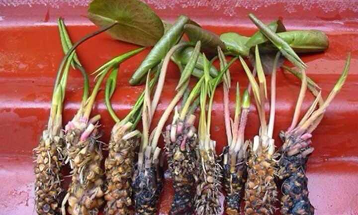 Củ súng: Dược liệu quý giúp nam giới ‘yêu’ không biết mệt