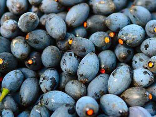 Tác dụng chữa bệnh tuyệt vời từ quả trám