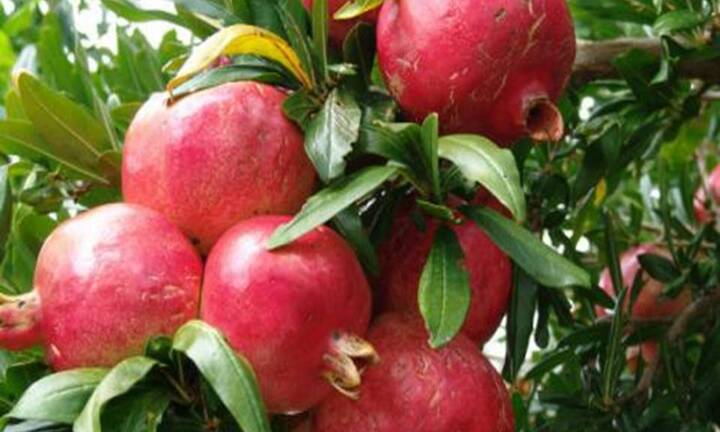 Vỏ lựu mang lại nhiều lợi ích sức khỏe đến khó tin