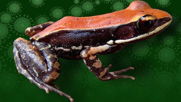 Tiêu diệt bệnh cúm bằng chất nhầy trên da ếch