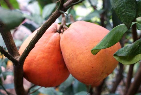 5 'thần dược' trái cây giúp chống lại bệnh mùa đông giá lạnh