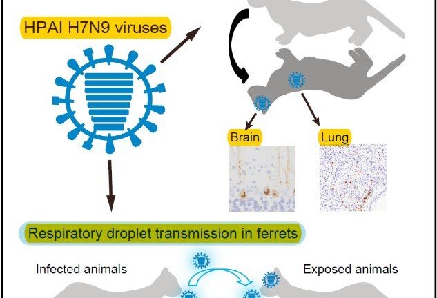 Cảnh báo nguy cơ đại dịch cúm A/H7N9 bùng phát