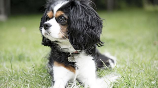 Nghiên cứu mới: Muốn khỏe mạnh, hãy sở hữu một chú chó