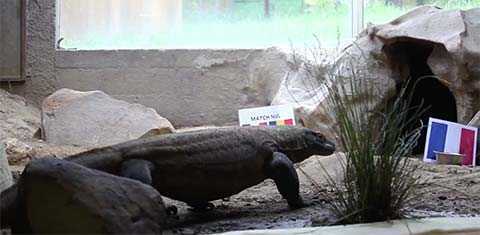 Euro 2016: Thằn lằn tiên tri Arang chọn Pháp thắng Romania