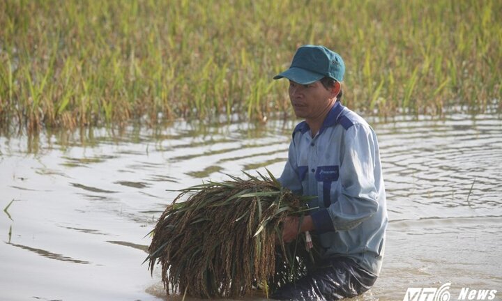 Ảnh: Nông dân Ninh Bình bì bõm gặt lúa ngập sâu trong nước lũ