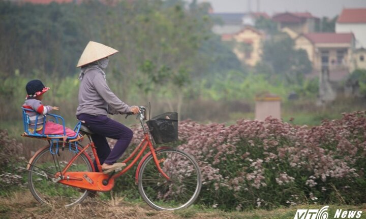 Ảnh: Ngất ngây với vẻ đẹp của cánh đồng dược liệu tại Hưng Yên