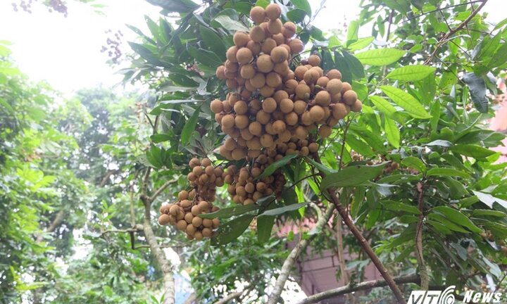 'Sai khiến' nhãn ra quả trái vụ, nông dân Hưng Yên thu lời trăm triệu đồng giữa mùa đông