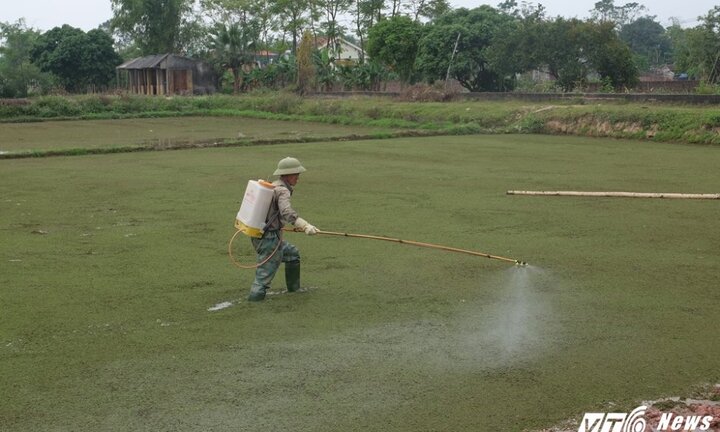 Chuyện lạ: Cây bèo từng bay vào vũ trụ giờ thành dược liệu điều trị ung thư