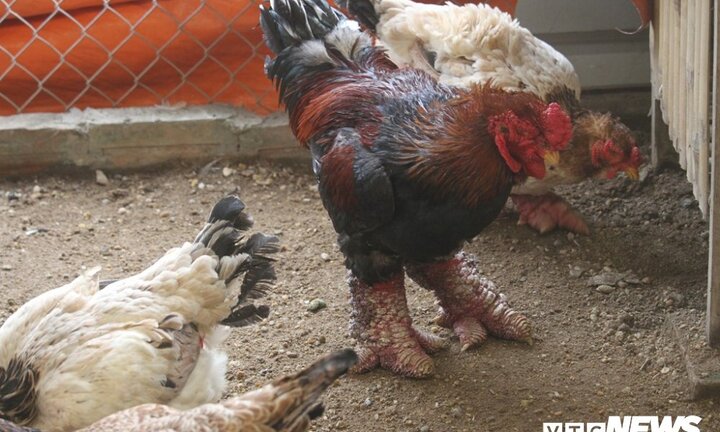 30 triệu đồng mua con gà Đông Tảo có cặp chân to bằng tay người lớn biếu Tết