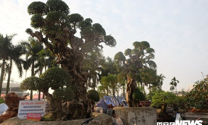 Ảnh: Cây duối 'khủng' độc nhất vô nhị giá hàng chục tỷ đồng