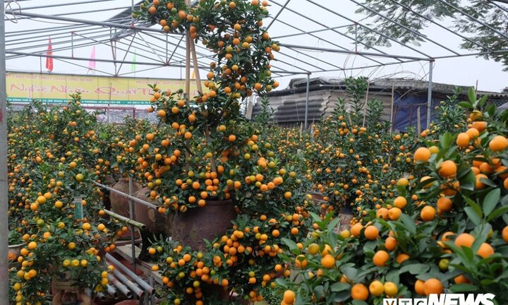 Ảnh: Cây quất 'siêu độc' lấy ý tưởng từ phim Tây du ký, không bán chỉ cho thuê