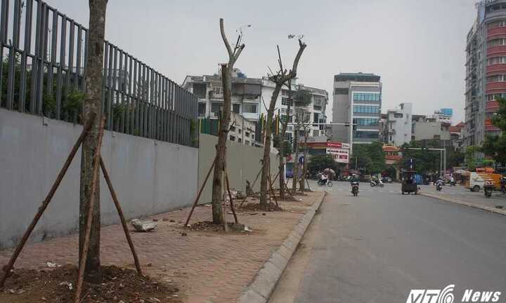Ảnh: Hàng loạt cây chết khô trên phố Hà Nội được thay thế