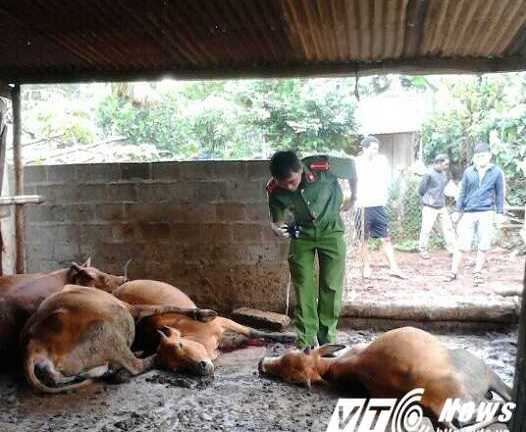 Bò chết hàng loạt sau một đêm ở Đắk Lắk