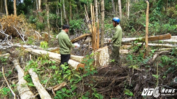 Khởi tố kẻ cầm đầu nhóm xã hội đen vác súng phá rừng