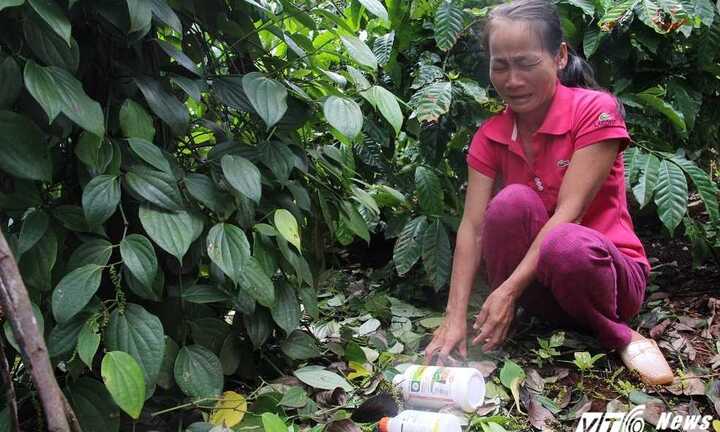 Vườn tiêu tiền tỷ tan hoang sau một đêm, dân điêu đứng đòi tự tử