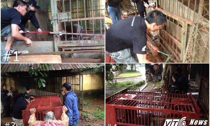 Giải cứu 3 động vật trong sách đỏ bị bắt nuôi làm cảnh