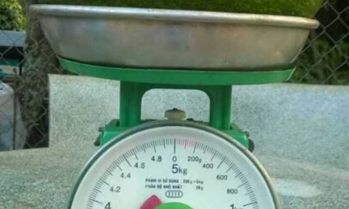 Giống bơ to khủng gần 2kg/quả xuất hiện tại Tây Nguyên