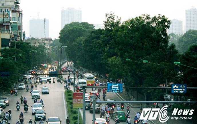 Ảnh: Hàng cây cổ thụ trên đường Kim Mã trước ngày bị dịch chuyển