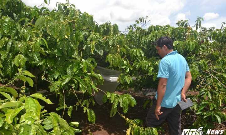 Bé gái 7 tuổi chết lõa thể trên rẫy cà phê