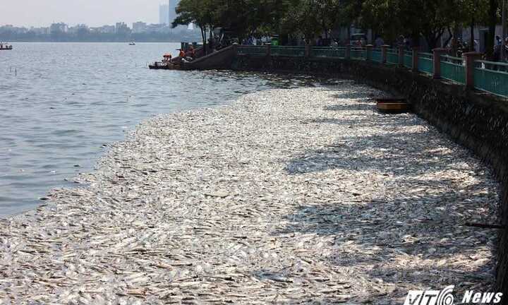 Hà Nội: Vớt hơn 60 tấn cá ở Hồ Tây trong 3 ngày