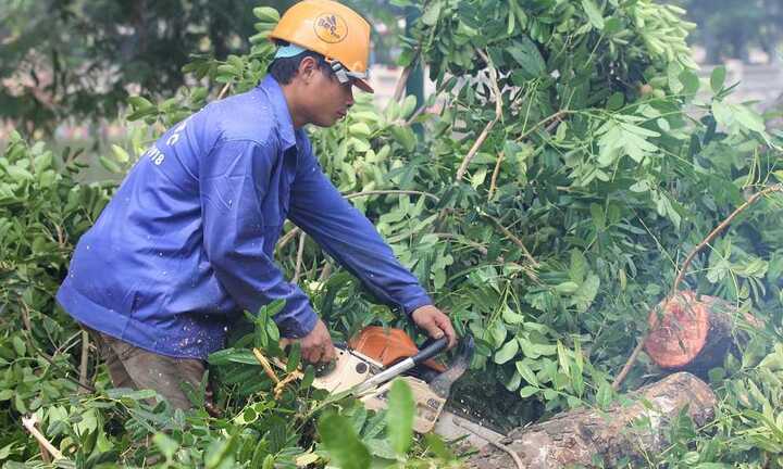 Ảnh: Hàng cây cổ thụ 'nhường chỗ' cho đường sắt Nhổn - Ga Hà Nội