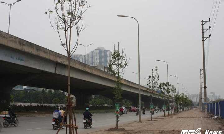 Hàng loạt cây chết khô trên phố Hà Nội được thay thế