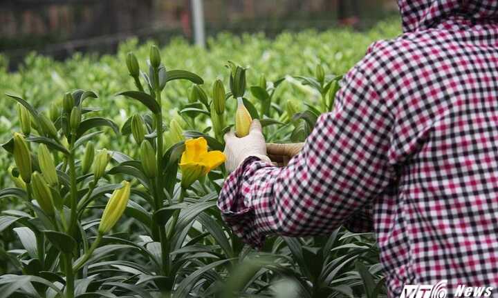 Hoa ly nở sớm ở làng Tây Tựu: ‘Hoa cười mà người rơi lệ’