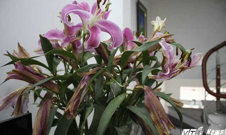 Bị lừa mua hoa 'dỏm' dịp Tết, người chơi hoa khóc dở, mếu dở