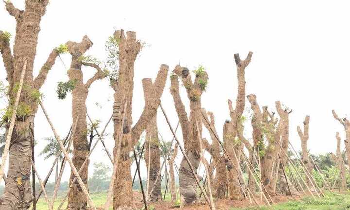 Sau di dời, hàng cây cổ thụ trên đường Kim Mã giờ ra sao?