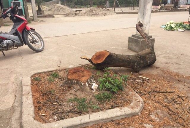 Dẹp 'cướp' vỉa hè, chặt hạ hàng loạt cây xanh: Có dấu hiệu vi phạm pháp luật