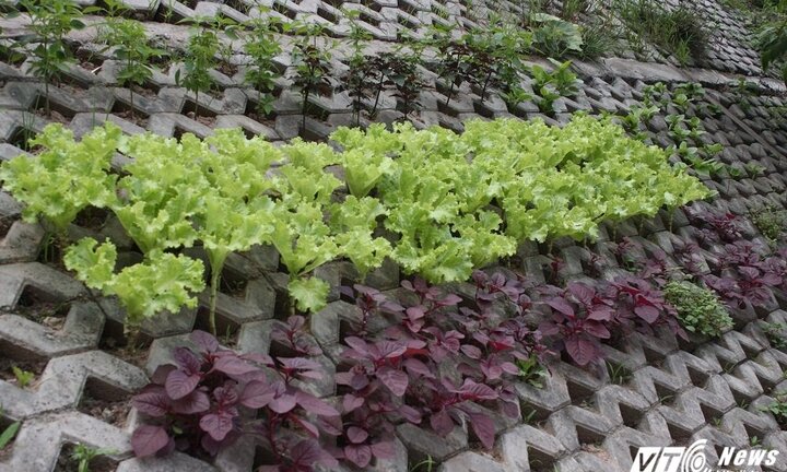Video, ảnh: Độc đáo vườn rau xanh trong hốc bê tông giữa Thủ đô