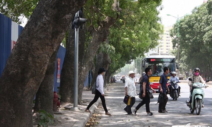 Ảnh: Hơn 1.300 cây xanh trước ngày bị đốn hạ trên phố Hà Nội