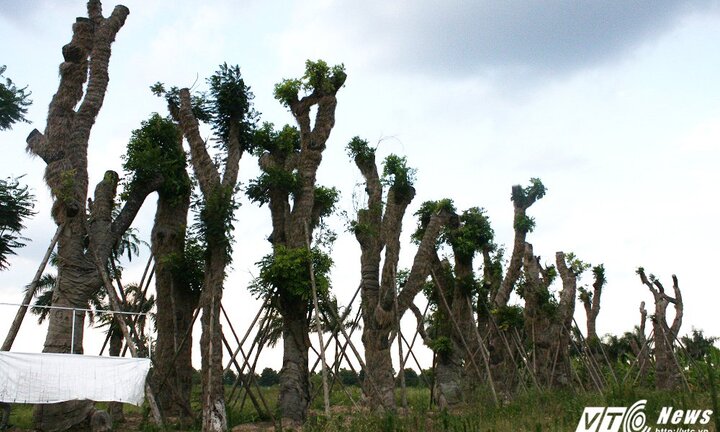 Ảnh: Hàng cây cổ thụ trên đường Kim Mã được dịch chuyển giờ ra sao?