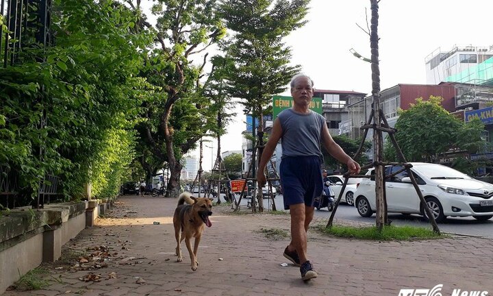 Chó nuôi 'tung hoành' phố Thủ đô trước ngày luật cấm mới có hiệu lực