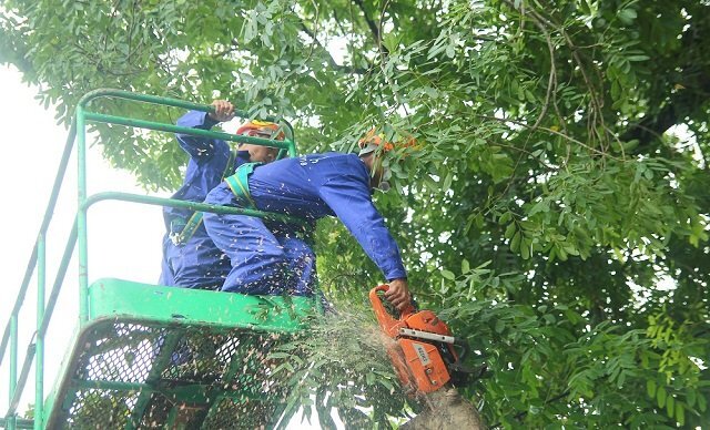 Bắt đầu di dời, chặt hạ gần 1.300 cây xanh trên đường Phạm Văn Đồng
